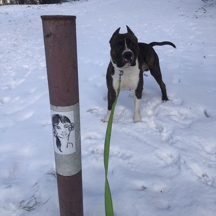 Хлопчик, амстаф, вʼязка