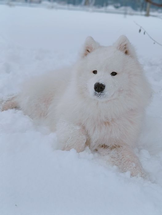 Samoyed piesek  biały miś