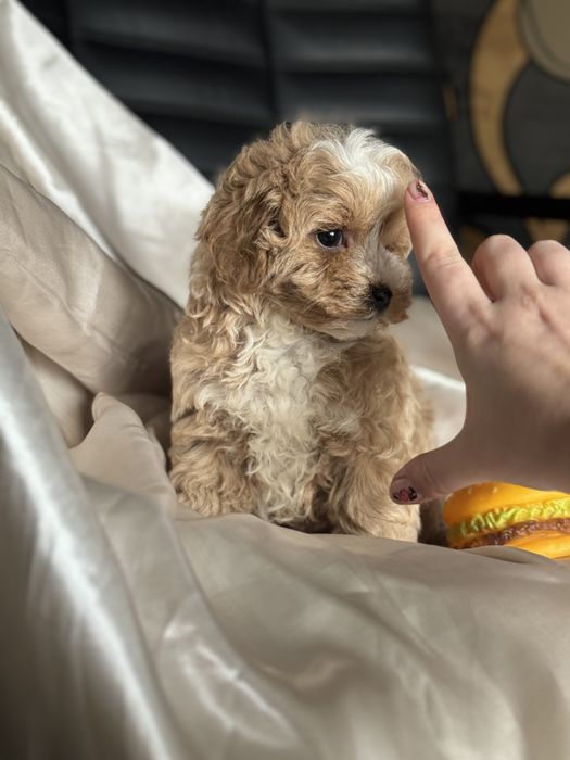 До 2 кг міні мікро тікап пудель мальтіпу дабрадудль ред браун