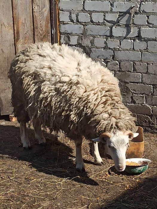 Продам барана та ягнят