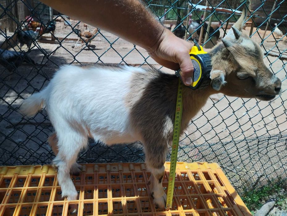 Exclusivas e  Dóceis Cabritas Micro Anãs Camaronesas / Mini Pigs