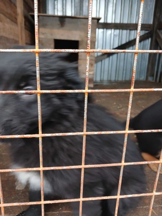 Цуценята безкоштовно