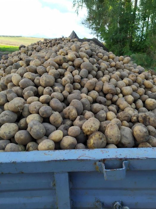 Ziemniaki jadalne, paszowe "Jurek"prosto od kombajnu .