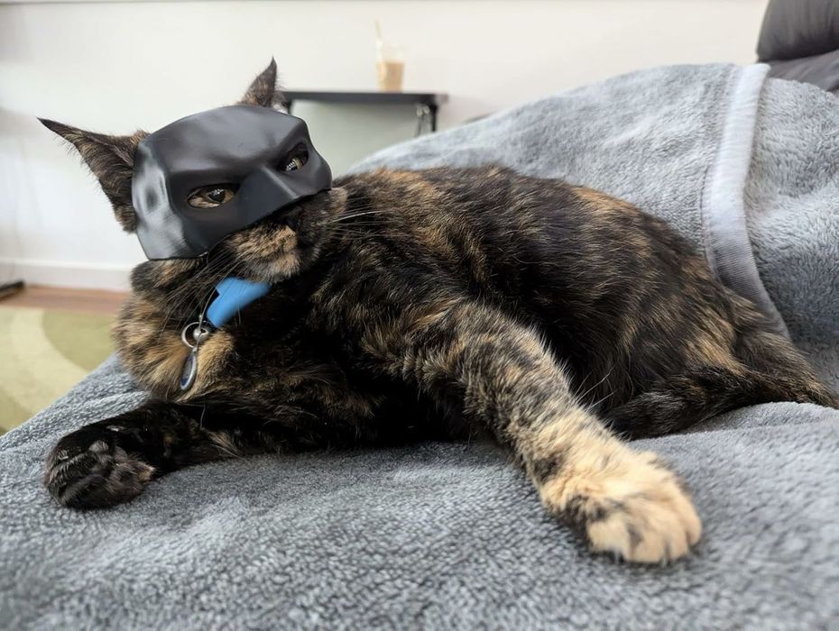 Máscara do Batman para Gato