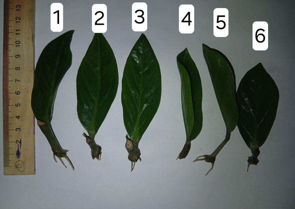 Замиокулькас  долоровое дерево