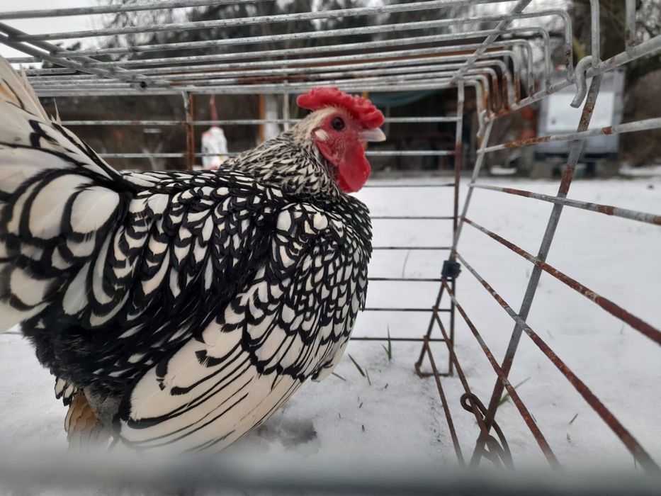 Kogut Sebrytka 2 letni