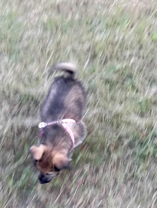 Віддам песика в добрі руки. Метис Ірландського Волкодава та вівчарки.