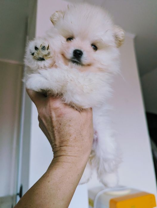 Шпіц дівчинка білого кольору