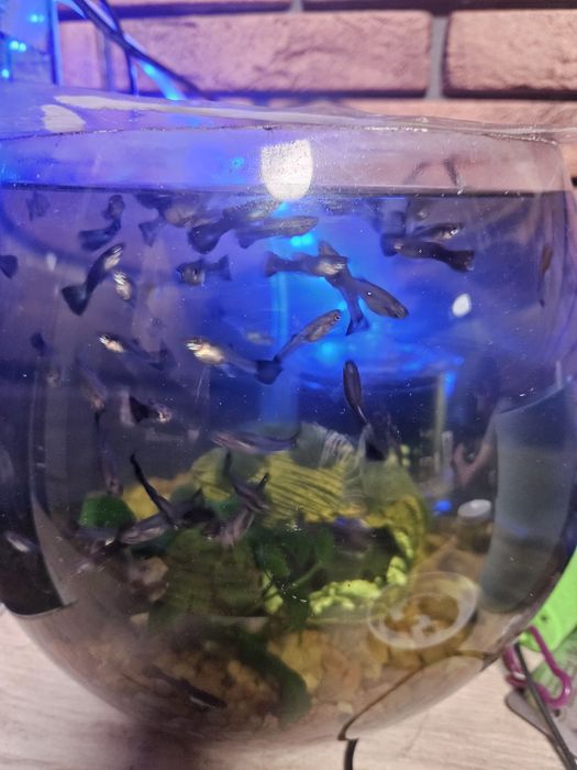 Рибки Гуппі дорослі та місячні