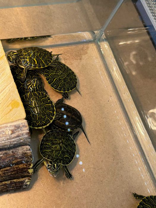 żółw chiński GRUBY KOCUR sklep zoologiczny rzeszów