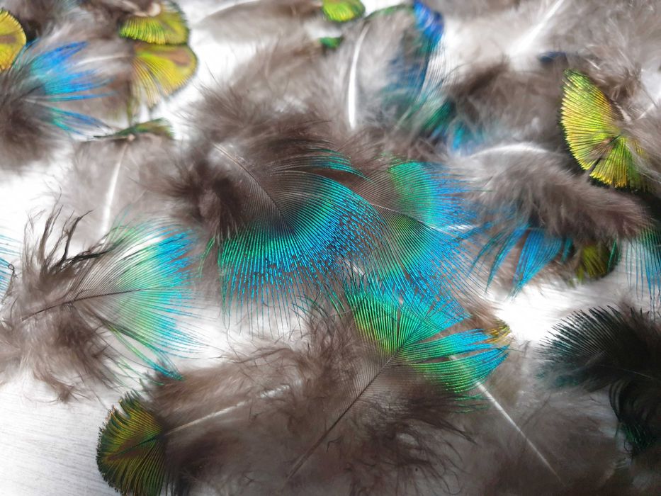 pawie pióra box piór