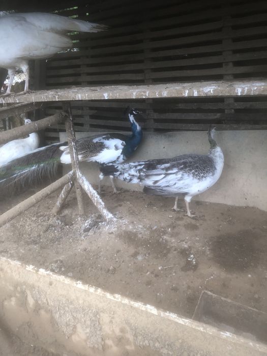 Vendo ovos de pavao , dos progenitores que estao nas fotos…