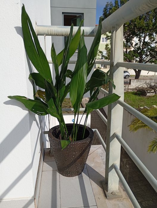 Planta Aspidistra(ou "orelhas de Burro")