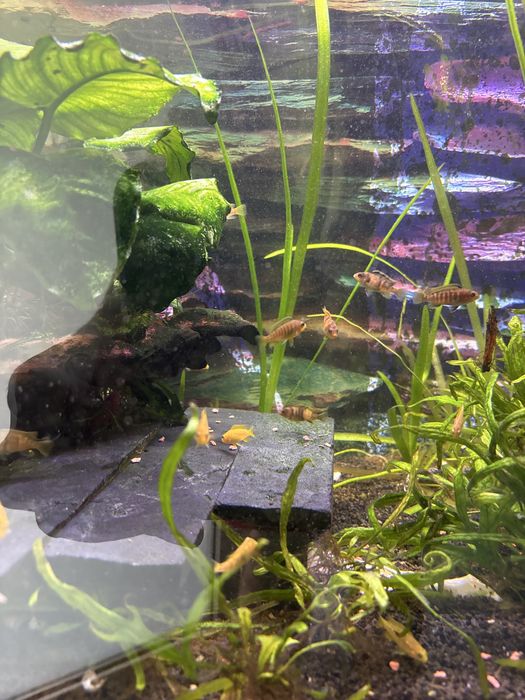 Ciclideos criacao propria