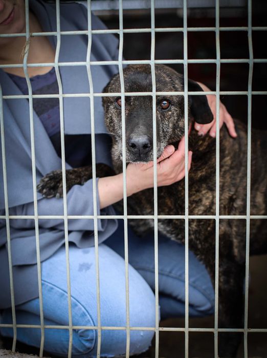 List do Św. Mikołaja – bezdomny pies CEZAR / Olsztyn