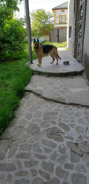 Німецка вівчарка вязка