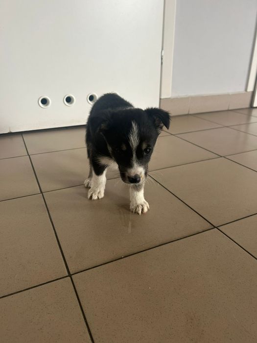 Maluch do pilnej adopcji!