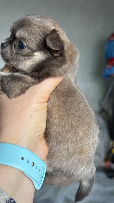Міні хлопчик чіхуахуа соболь з підпалом