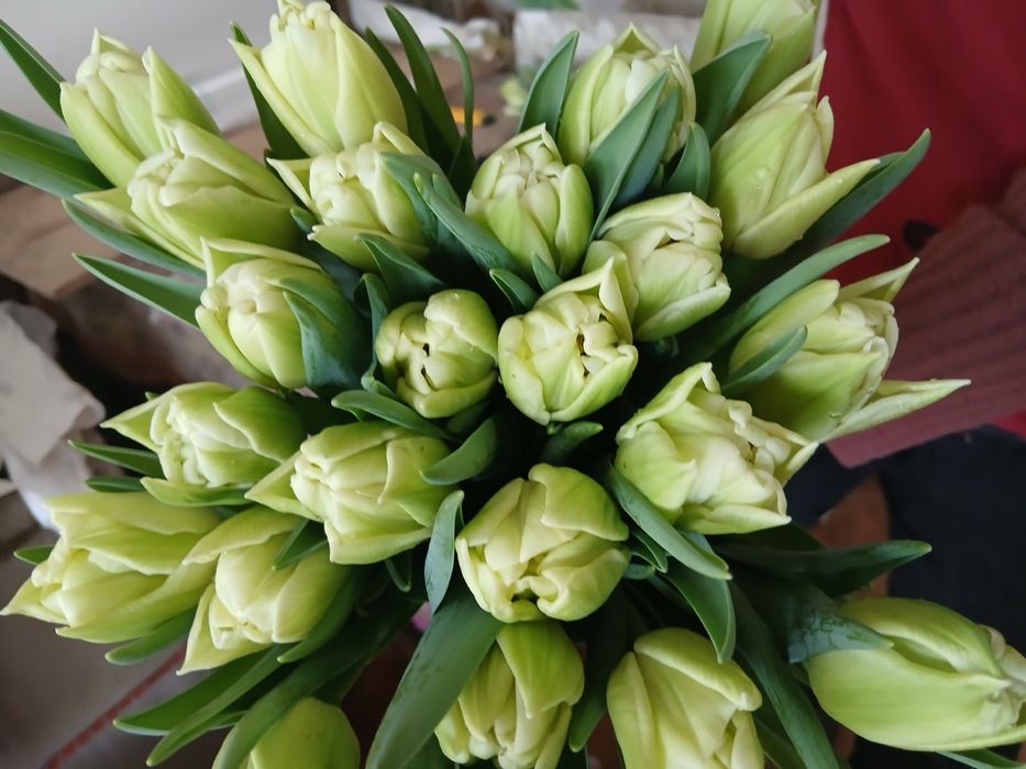 Тюльпан 35грн/шт.