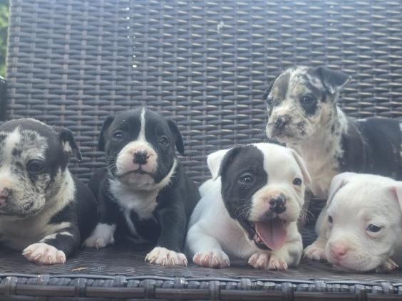 Szczenię American Bully