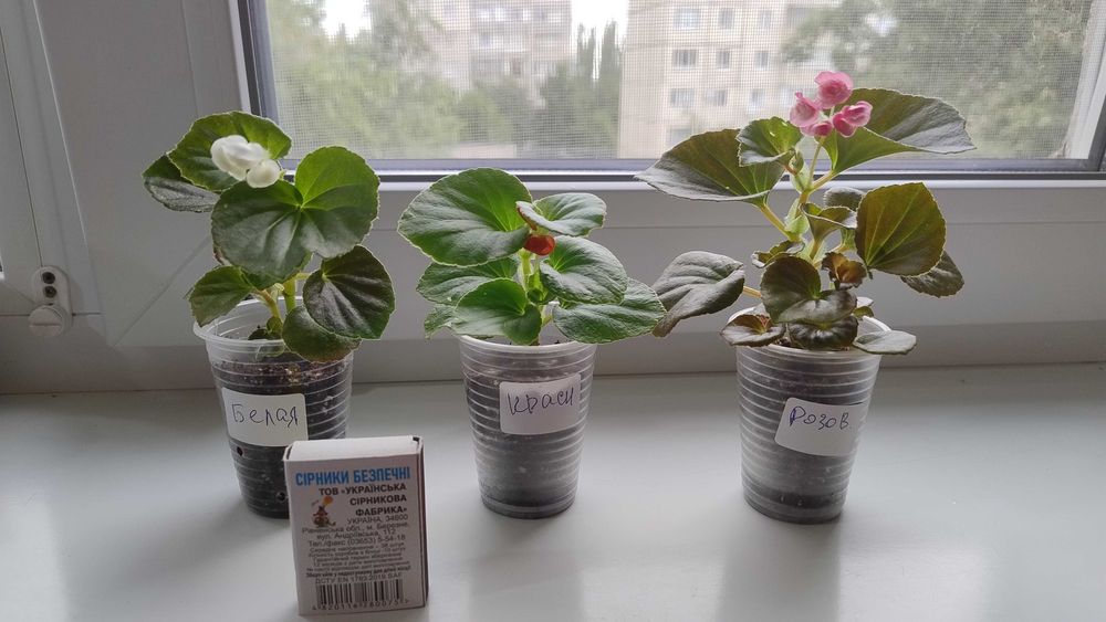 Бегония махровая вечноцветущая розовая, красная и белая