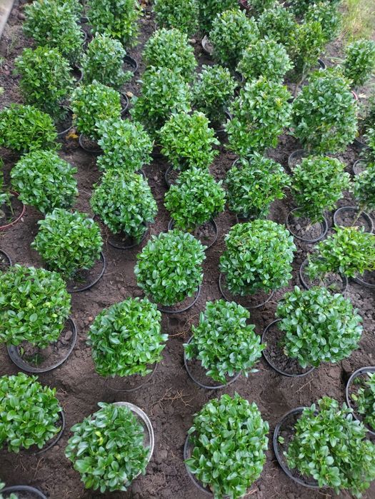 Bukszpan formowany w donicy, kule bukszpanowe - wysyłka gratis