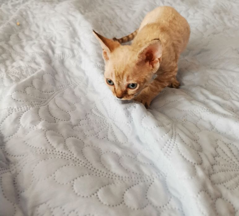 Kocurek Devon Rex