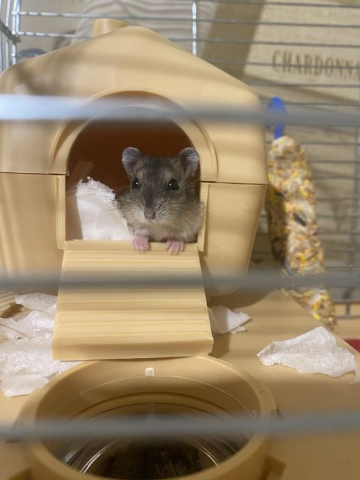 Продам джунгарських хомʼків