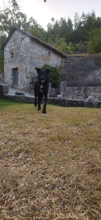 Zeus para adoção responsável