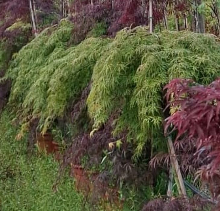 Planta acer dissectum vermelho e verde