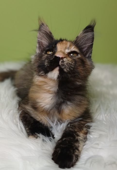 Maine Coon kotka  rodowód FPL