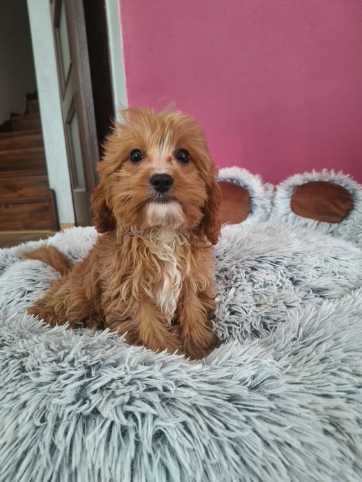 Cavalier-pudel-cavapoo  szczeniak