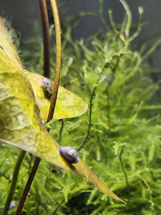 Caracol Physas para aquario