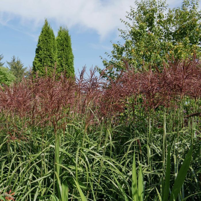Miskant chiński 'Malepartus' (Miscanthus sinnesis)