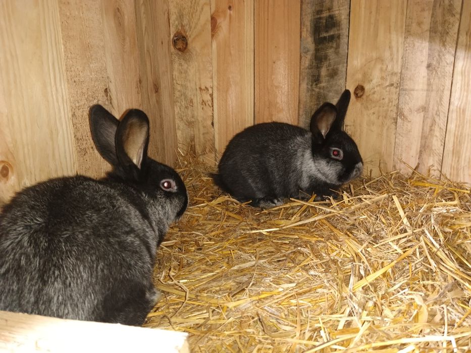 Wjs 7 tyg same samce