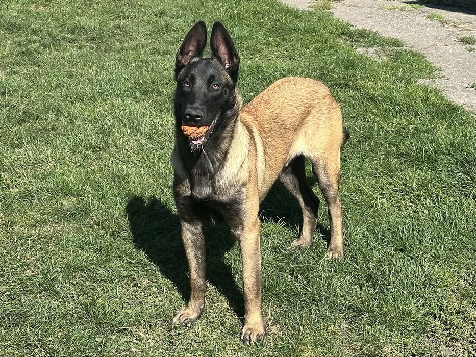 Кобель малінуа 1 рік, КСУ (FCI) бельгійська вівчарка