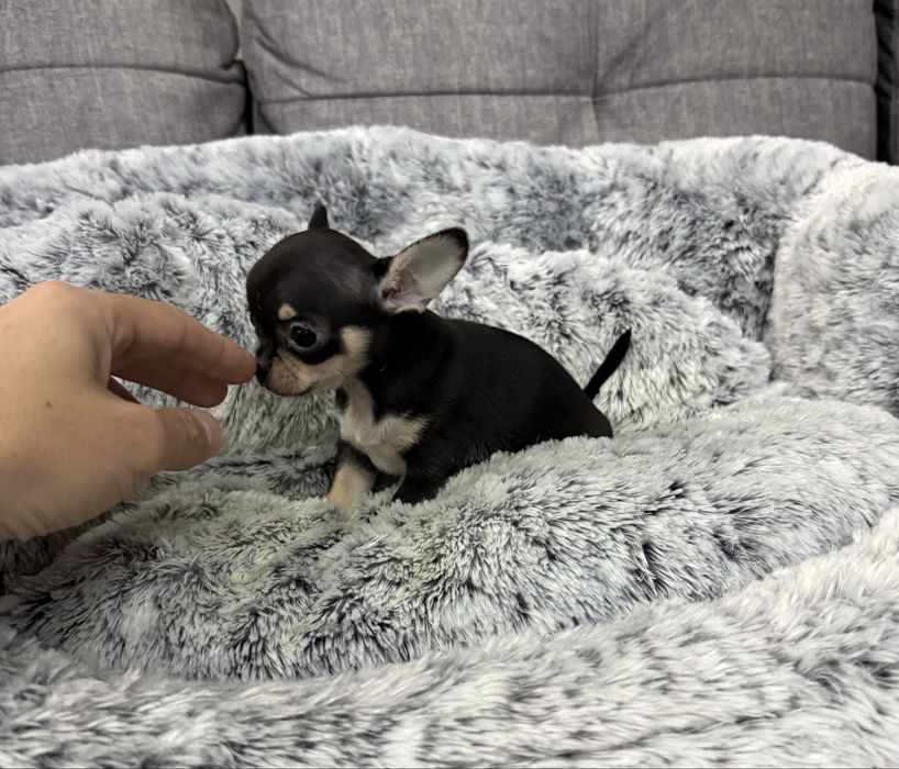 Chihuahua xxs mini sunia czarna Pepsi