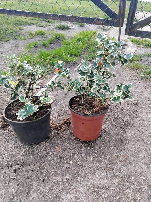 Trzmielina w p9 żółta I biała