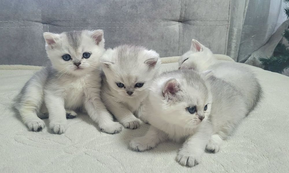 Кошенята шиншили