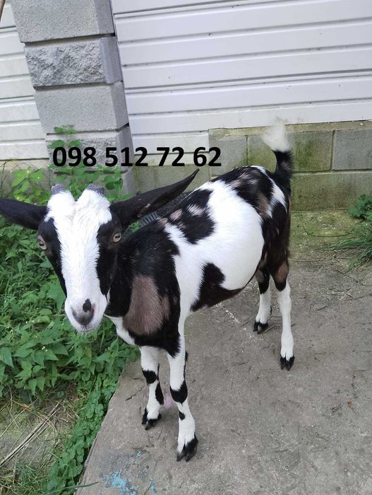 Мол.кізонька 1200