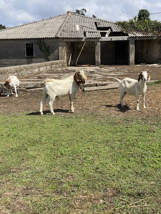Vendo cabrito macho boer puro