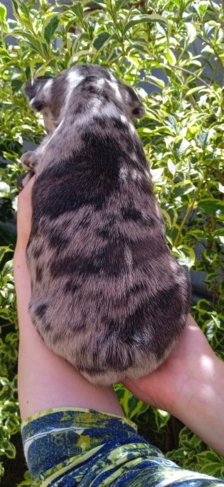 Французький бульдог