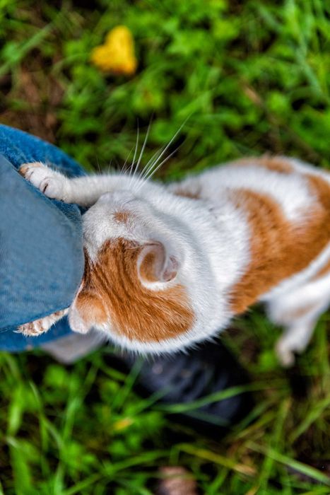 Młode kociaki do adopcji