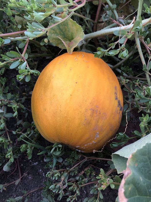 Помидоры семена домашние