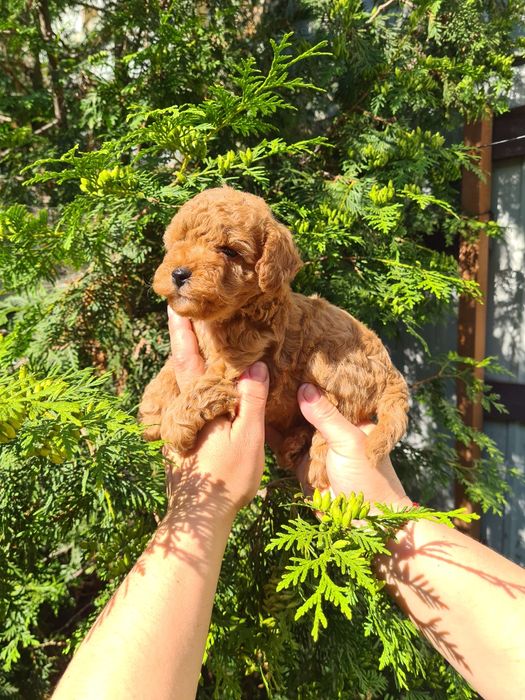 Мальтипу мальчик