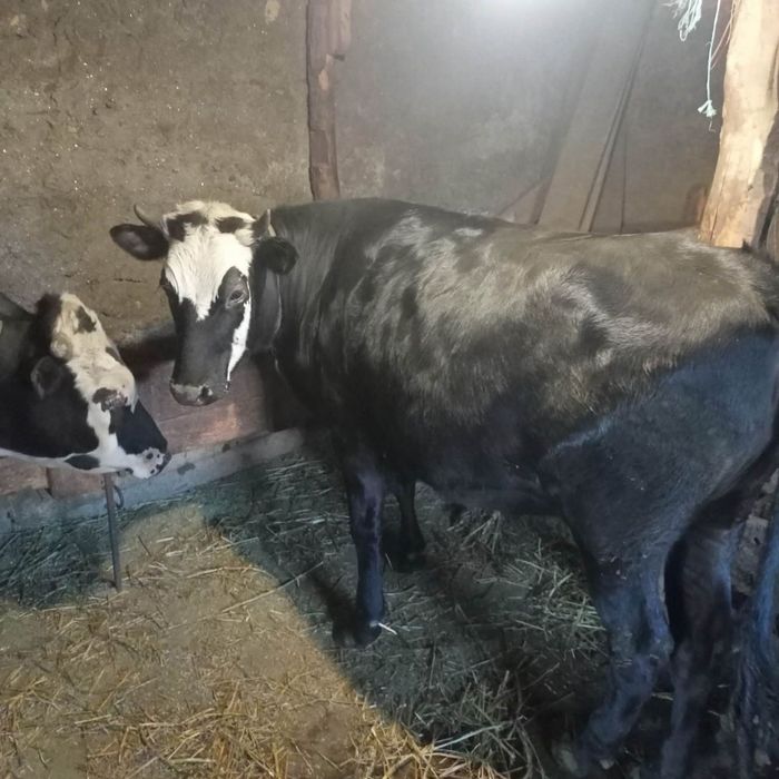 Продам телку от молочной корови и бычок