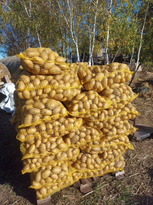 Ziemniaki Queen Anne jadalne i średniaki sadzone z c1 możliwa dostawa