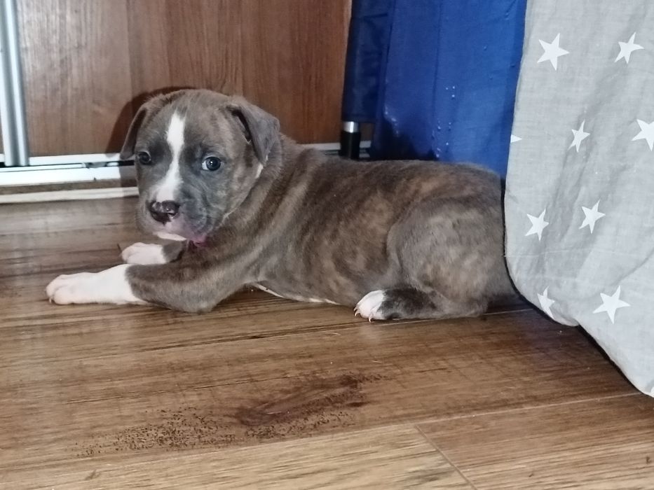 American Staffordshire Terrier Blue rodowód