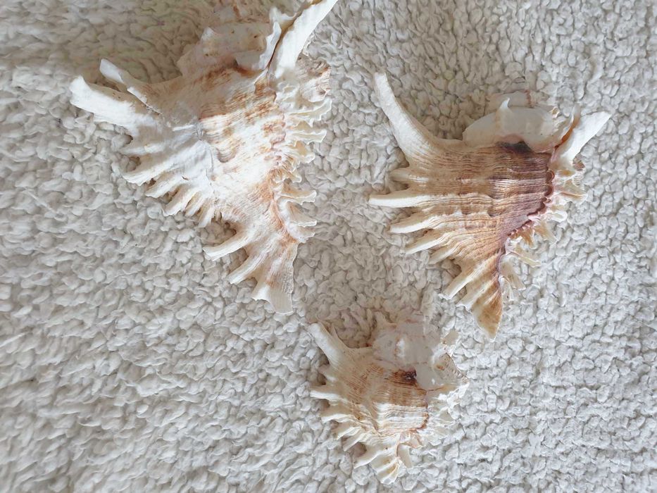 Três búzios/conchas