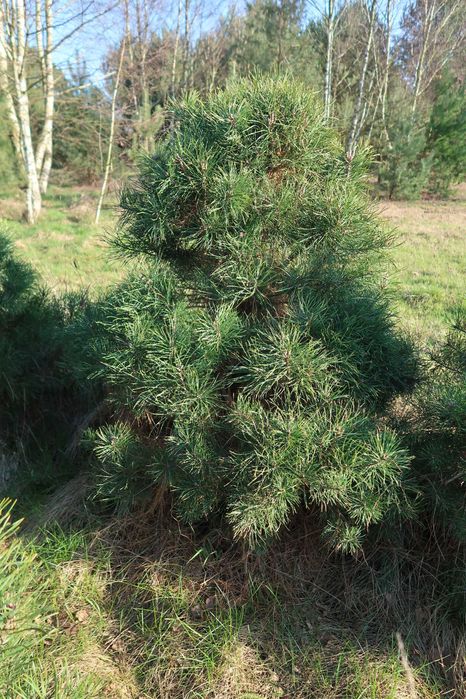 Sosny przycinane, gęste do ogródka, na działkę